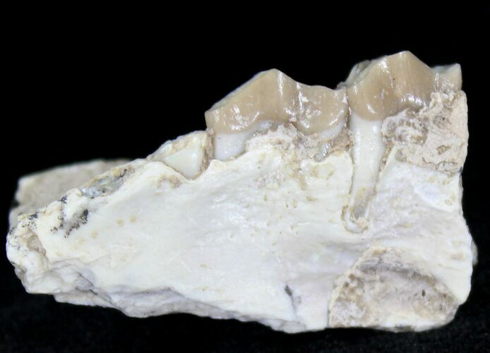 Oligocene Camel (Poebrotherium) Jaw Section - South Dakota #21132